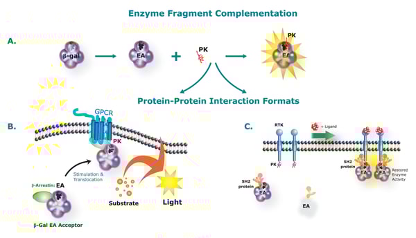 Fig. 1: PathHunter assay principle.