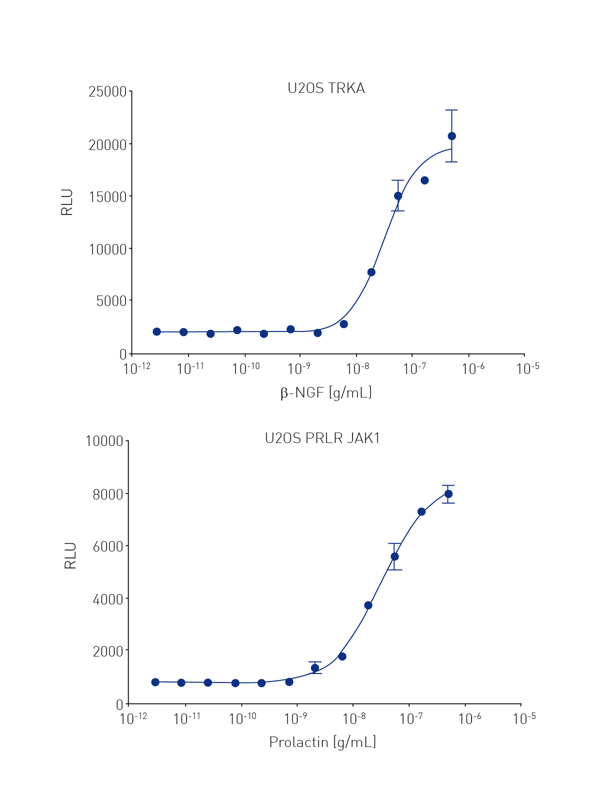 Fig. 2: PathHunter U2OS cell receptor tyrosine kinase assay in a 1536-well adherent format stimulate with prolactin (left graph) and β-NGF (right graph) using 1000 cells/well.