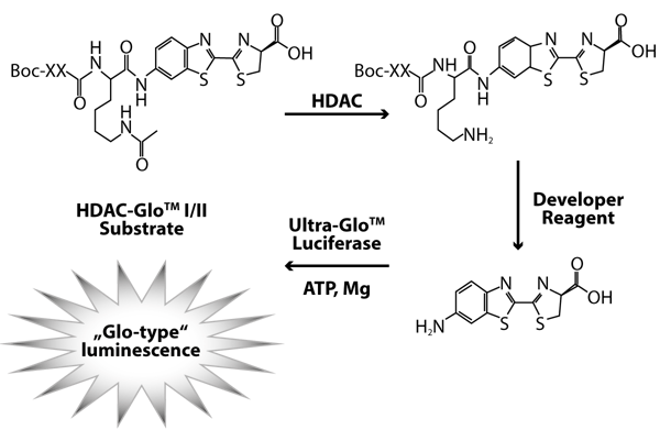 Fig. 1: Assay Principle for the HDAC-Glo I/II assay from Promega.