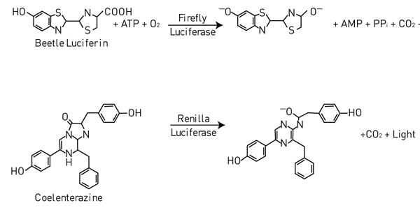Fig. 1: Bioluminescent reactions of Fireﬂy and Renilla.