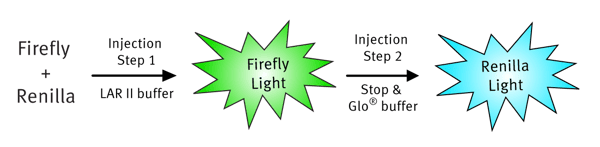 Fig. 2: Dual Luciferase Reaction - Luciferase Assay Reagant II (LAR II) is injected in the ﬁrst step and the Fireﬂy reaction is started. Stop and Glo buffer is injected in the second step, which quenches the Fireﬂy reaction and initiates the Renilla reaction.