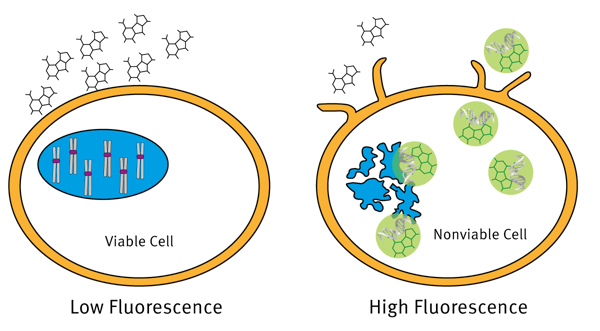 Fig. 2: The CellTox™ Green Cytotoxicity Assay Principle.