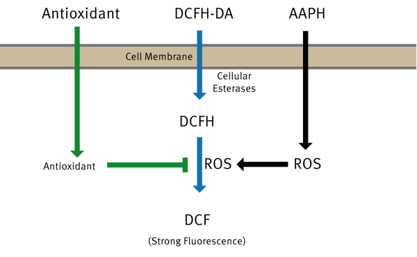 Fig. 1: Principle of the OxiSelect Cellular Antioxidant Assay.