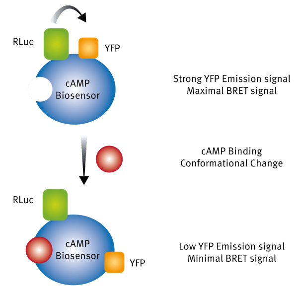 Fig. 1: Assay Principle of detection of ligand binding using BRET1 technology.