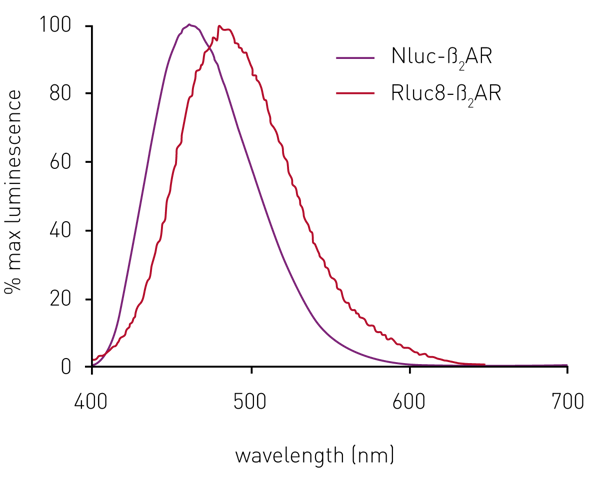 Fig. 2: Normalised emission spectra of HEK293 cells expressing ß2AR. N-terminally labelled with either Nluc (blue) or Rluc8 (red) using the CLARIOstar. Data previously published in Stoddart et al.3