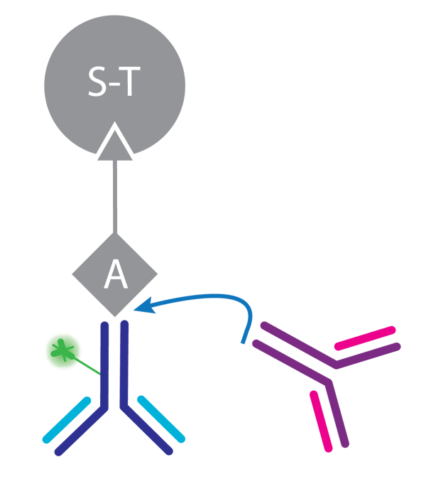 Fig. 1: Competitive assay principle.