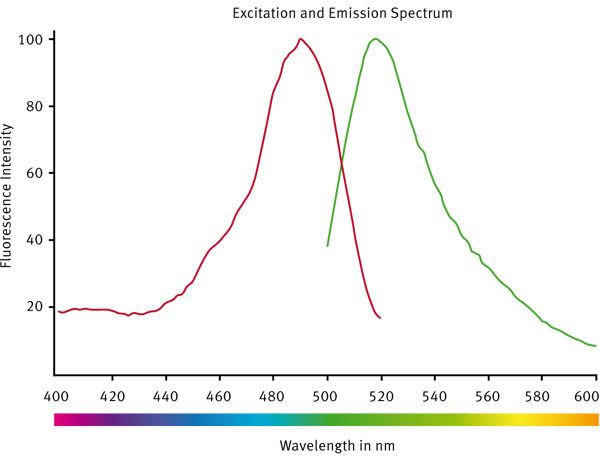 Fig. 3: CLARIOstar excitation and emission scans from wells containing labeled antibody. Excitation scan was performed between 400 and 520 nm, while the emission wavelength was 550 nm. The emission was scanned between 500 and 600 nm with a ﬁ xed excitation wavelength of 472 nm. The curves shown were scaled to 100 % intensity.