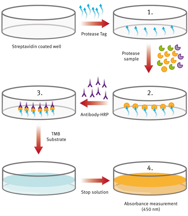 Fig. 1: Procedure overview of ProteaseTag Active Neutrophil Elastase Immunoassay.