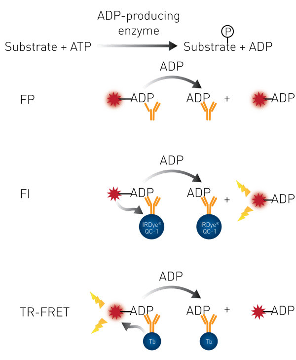 Fig. 1: Assay principle.