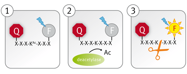 Fig. 1: Schematic illustration of the lysine deacetylase assay principle.
