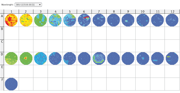 Fig. 3: CLARIOstar well scan of GFP-expressing moss cells (line A), mock control (line D) and medium only control (Well F1). Excitation wavelength 385-12 nm, emission wavelength 510-20 nm.