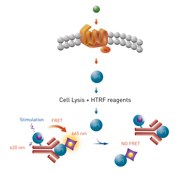 Fig. 1: HTRF IP-One terbium cellular assay principle.