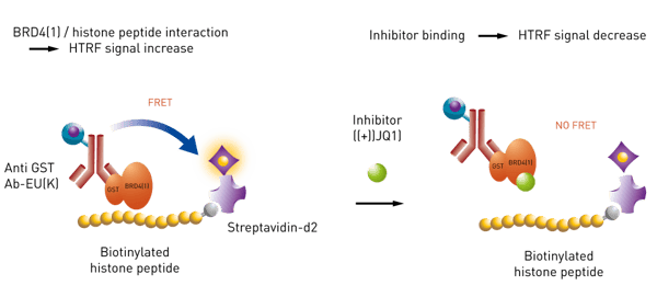 Fig. 2: Histone – BRD4 interaction assay principle.