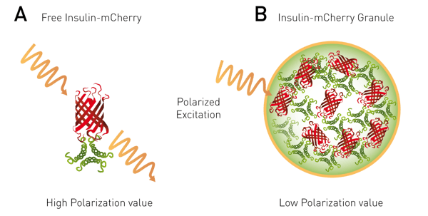 Fig. 2: homoFRET-FP to detect packaging of insulin in dense core granules in live cells. A) Free insulin-mCherry with polarized excitation will exhibit conserved polarization and relatively high MP signal. B) Within dense core granule polarized light will exhibit homoFRET, randomized polarization and a decrease in MP signal4.