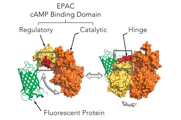 Fig. 1: Mechanism of cAMP assay.