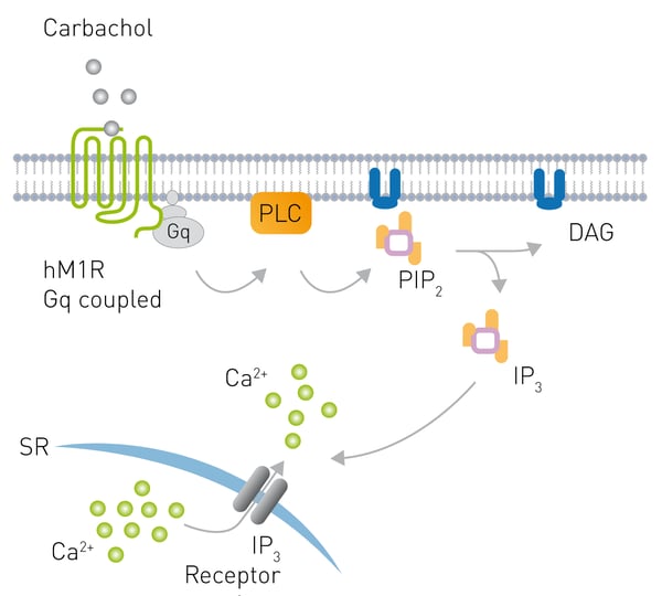 Fig. 2: Signaling from a Gq coupled receptor to PLC after carbachol stimulation leading to production of PIP2 and subsequently DAG production and Ca2+ mobilization.