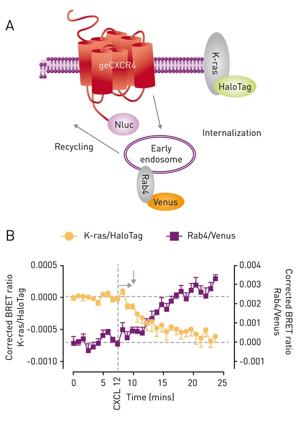 Fig. 2: HEK293FT cells expressing genome-edited CXCR4 fused to Nluc (geCXCR4/Nluc) transiently co-transfected with cDNA coding for HaloTag/K-ras and Rab4/Venus (A) were used to study genome-edited CXCR4/Nluc receptor internalization and trafﬁcking induced by CXCL12 (30 nM) in the same cell using a BRET multiplex assay (B). Data previously published in White et al. (2017).