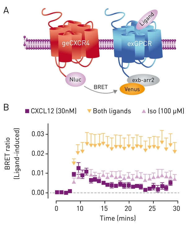 Fig. 3: GPCR-Heteromer Investigation Technology (HIT) BRET assay using genome-edited CXCR4. HEK293FT cells expressing genome-edited CXCR4/Nluc (geCXCR4/Nluc) were transiently transfected with cDNA coding for β-arrestin2/Venus and β2-adrenoceptor (A) to carry out BRET assays using the GPCR-HIT conﬁguration. Cells were stimulated with CXCL12 (30 nM, purple squares), isoprenaline (iso, 100 μM, light purple triangles) or both ligands simultaneously (orange) (B).