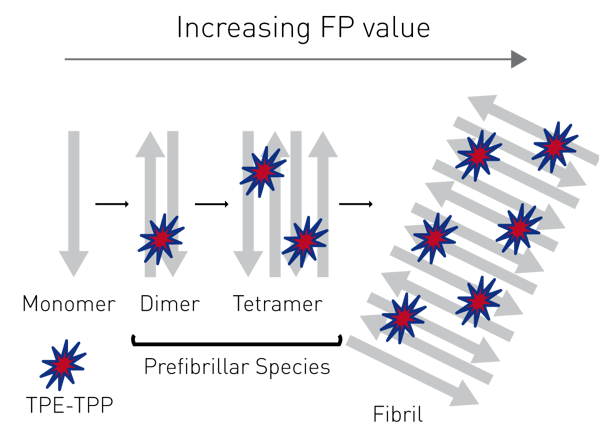Fig. 1: Assay principle for monitoring preﬁbrillar amyloidogenic proteins with FP.