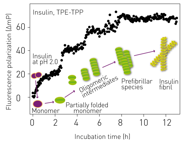 Fig. 2: Monitoring of bovine insulin aggregation by FP.