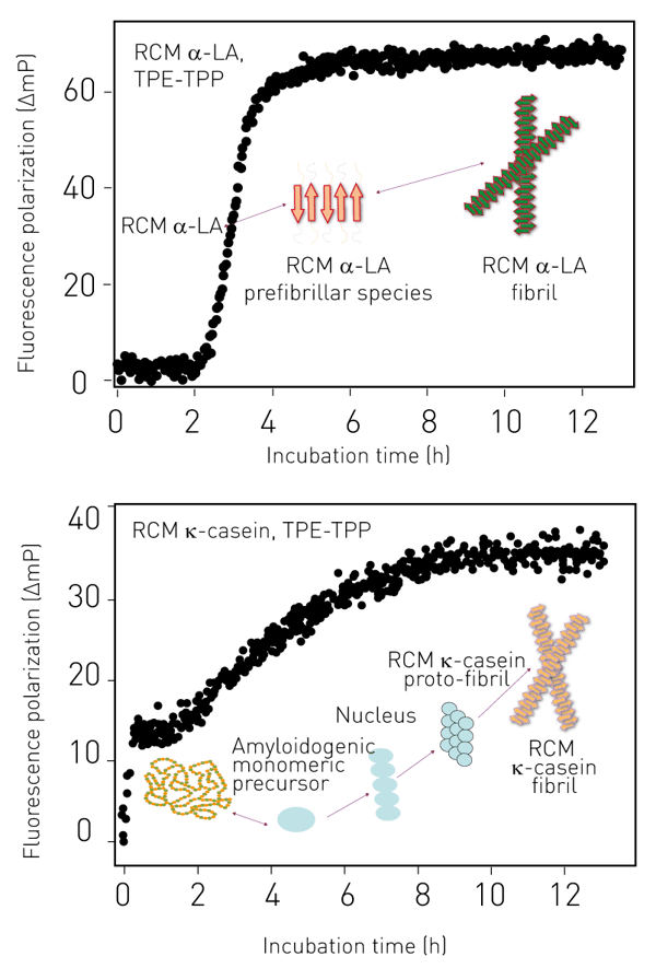 Fig. 3: Aggregation of RCM α-LA and RCM K-casein by FP.