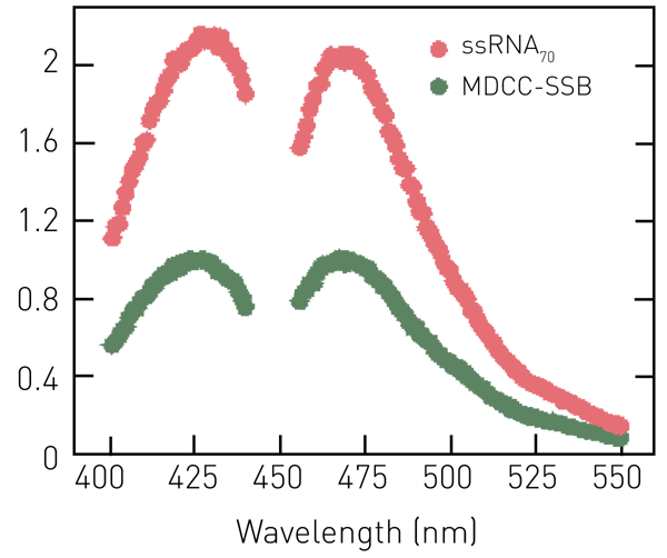 Fig. 2: Fluorescence excitation and emission spectra for 200 nM MDCC-SSB measured in the apo-state (green) and in the presence of 1 µM ssRNA70 (red).