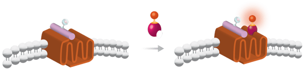 Fig. 1: Cells with terbium cryptate-labelled dopamine receptor D2 are incubated with d2-labelled Spiperone. The binding of ligand to the receptor is reported by increased energy transfer between both.