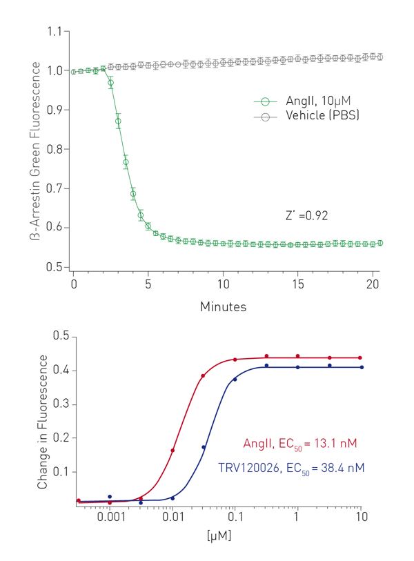 Fig. 4: Differences in signaling activity from known AT1R ligands were captured over time on the BMG CLARIOstar, providing insight into pharmacological differences that are not apparent at assay endpoints. Green β-arrestin and red Ca2+ (A) or red DAG (B) responses for each ligand were captured simultaneously in live HEK293 cells.