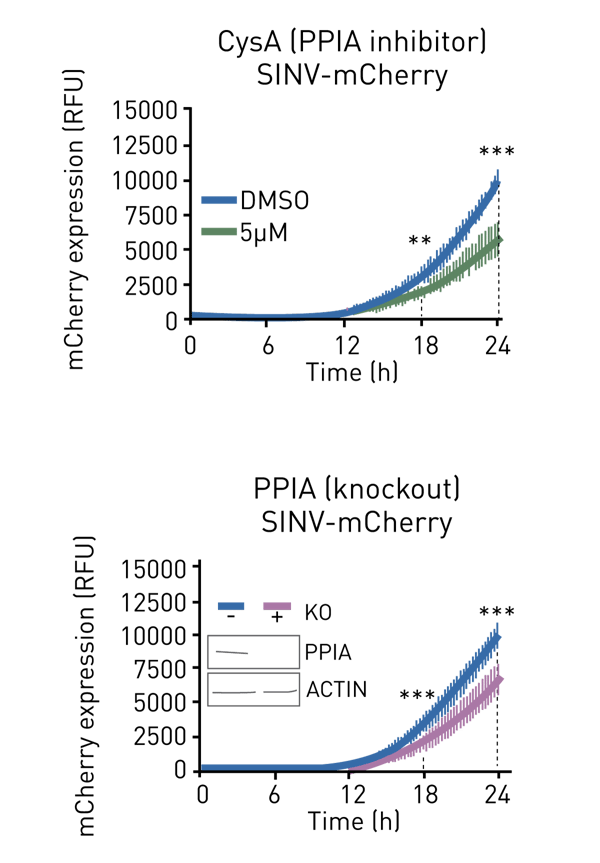 Fig. 3: Detection of mCherry ﬂuorescence signal in the presence of the PPIA inhibitor (top panel) and in the wild type and PPIA knock out HEK293 cells (bottom panel). Adapted from 1.