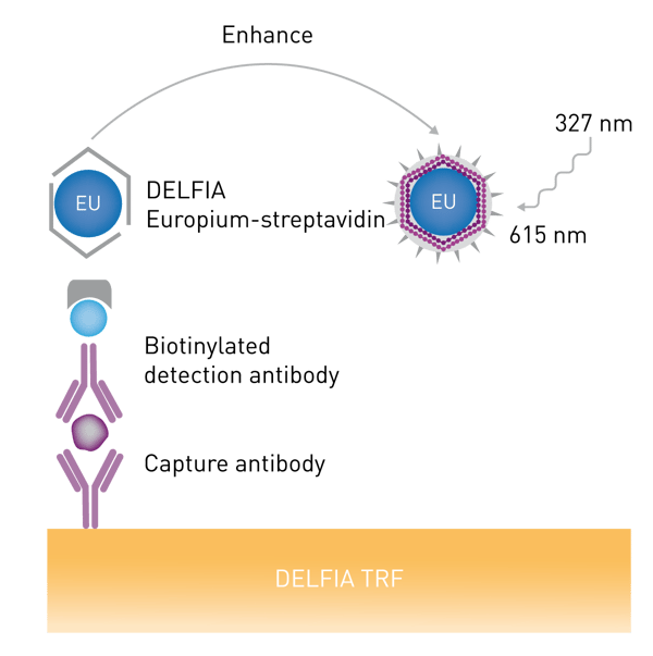 Fig. 1: Schematic of DELFIA TRF assay (adapted from PerkinElmer).