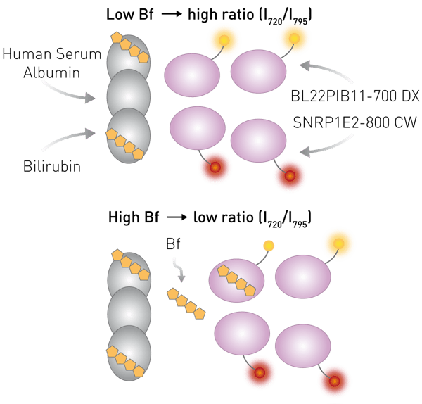 Fig. 1: Principle of the ratiometric assay to measure free bilirubin (Bf).