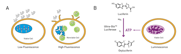 Fig. 1: The CellTox Green (A) and the CellTiter Glo (B) Assay Principle.