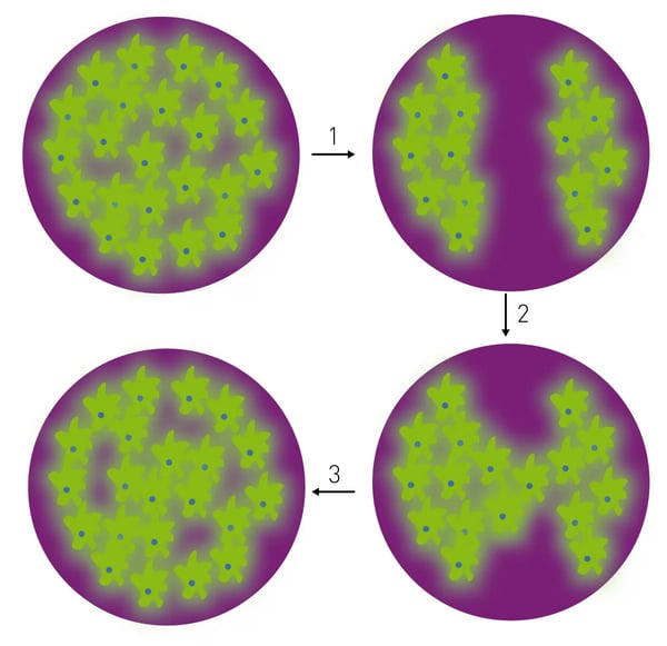 Fig. 1: Scratch Wound Assay Principle. Autobioluminescent cells are seeded in 96-well plates. 1) Wounding is simulated by scratching a defined area in the well, 2) bioluminescence is detected by well-scanning, and 3) cell migration into the non-luminescent area is monitored over time during the scratch wound assay using well-scanning to track bio-luminescent cell motility.