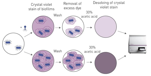 Fig. 1: Assay Principle of the antibacterial properties screen. 