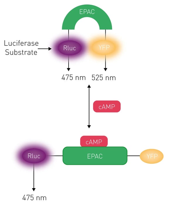 Fig. 1: Assay Principle: CAMYEL BRET biosensor. CAMYEL (cAMP sensor using YFP-Epac-RLuc) changes conformation in response to increasing levels of cAMP, resulting in a loss of BRET intensity.