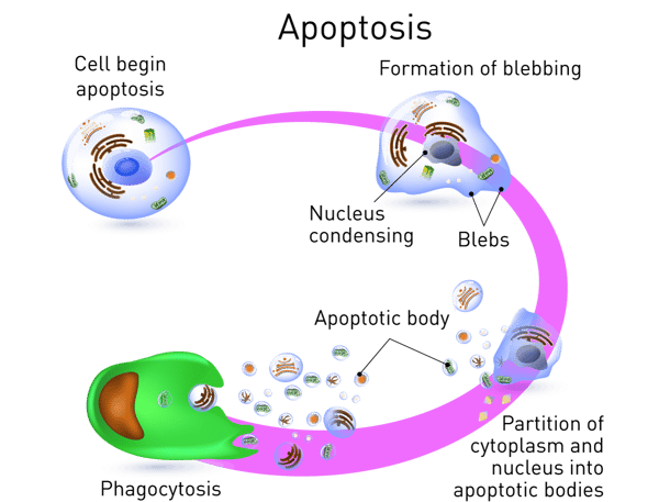 Fig. 1: Stages of apoptosis (detailed description in the text).