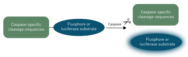 Fig. 3: Caspase-assays use proteins containing a caspase-specific cleavage sequence. For example Caspase-3 substrates have a DEVD-sequence. Upon cleavage of the substrate, a fluorophore or luciferase substrate is released leading to a signal quantifyable by microplate readers. As caspases are active during apoptosis, these assays are commonly used to quantify apoptosis.