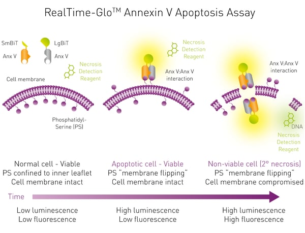 Fig. 4: Mechanism of a microplate-based Annexin V apoptosis assay.