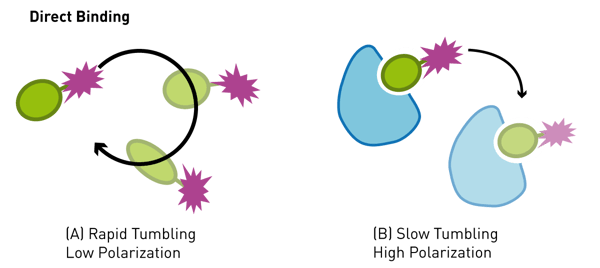 Fig. 1: Assay principle for monitoring biomolecule-ligand interaction using ﬂuorescence polarization.