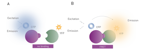 Fig. 2: Assay principle of FRET binding assay.