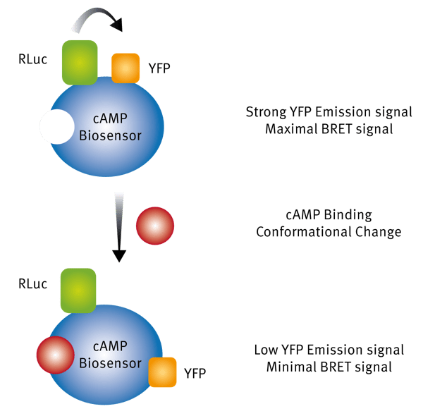 Fig. 3: Assay Principle of BRET binding assay.