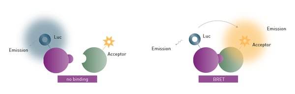 Fig. 2: Principle of BRET assays. Emission of luminescence signal excites acceptor fluorophore when in close proximity and can accordingly be used to perform binding kinetics. 