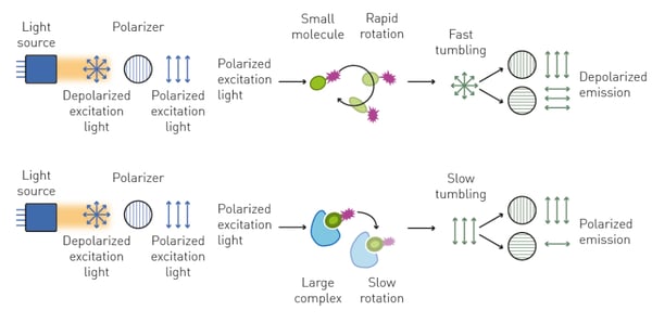 Fig. 4: Principle of fluorescence polarization measurements. Since emission of depolarized light is reduced upon binding of the two interaction partners this can be used to perform binding kinetics.  