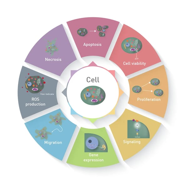 Fig. 1: Cellular processes, employed to study effects in cell-based assays.