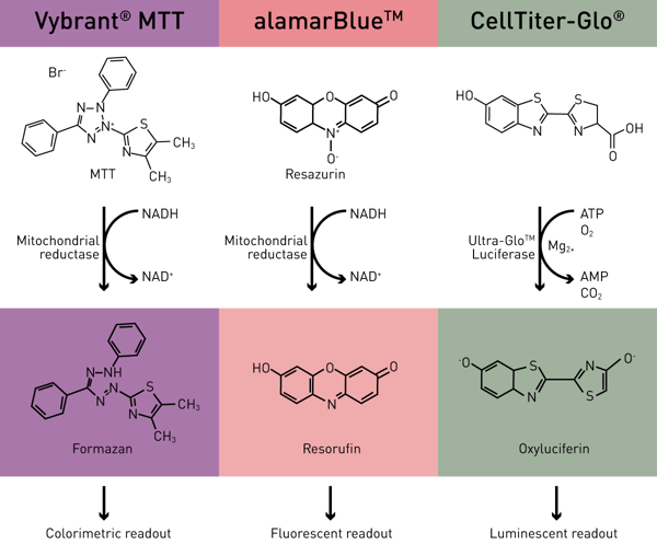 Fig. 2: Assay principles of colorimetric (Vybrant MTT), fluorescent (alamarBlue) and luminescent (CellTiter-Glo) viability assays.