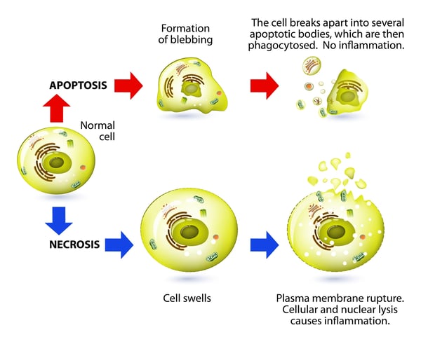 Fig. 1: Main features of the apoptotic and necrotic cell death that are exploited for cytotoxicity assays.