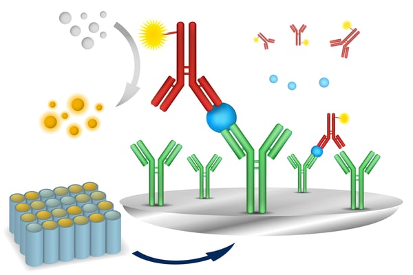 Fig. 1: Assay principle of ELISAs. A capture antibody (green) that specifically binds the analyte is immobilized on a microplate. It serves to bind and capture the analyte (blue) on the plate. A second antibody (red) that likewise binds the analyte carries an enzyme (yellow). In a last step, a substrate is added (grey) that is converted by the enzyme to a chromophore or fluorophore. The more analyte is found in the sample, the more enzyme is bound, and the more substrate is converted. Therefore, the signal intensity correlates with the concentration of analyte.