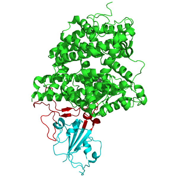 Fig. 1: Structure of SARS coronavirus spike receptor-binding domain (cyan) complexed with its receptor ACE2 (green).