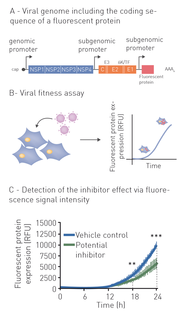 Fig. 1: procedure of a fluorescence-based viral expression assay. A virus with engineered genome, containing the coding sequence of a fluorescent protein is used to infect host cells. Replication in host cells results in increased fluorescence signal intensity. Potential antiviral drugs can be applied to the culture. Inhibited viruses display low, while regularly replicating viruses show high fluorescent signals. The fluorescent output is detected on a microplate reader.