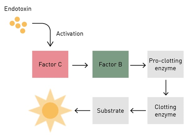 Fig. 2: Enzymatic cascade of the chromogenic LAL test. Limulus clotting factor C is the starting point of a cascade that finally results in the production of a yellow colour.